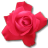 Rose Cerise