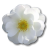 Rose White 2