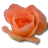 Rose Peach